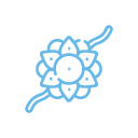 Rakhi